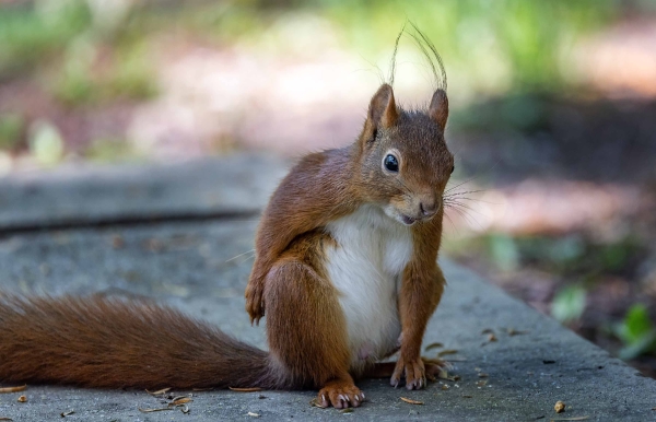 Was guckst Du?? Auch ein Eichhörnchen muß mal aufs Klo!