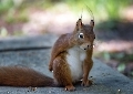 Was guckst Du?? Auch ein Eichhörnchen muß mal aufs Klo!