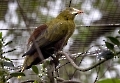 Das ist eine Grüne Oropendola. Dieses Männchen