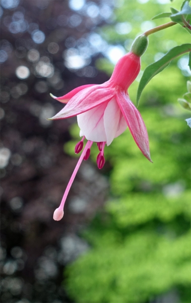 Fuchsie Blüte