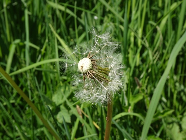 die Zeit der Pusteblume