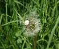 die Zeit der Pusteblume