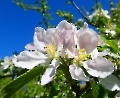 Blüte am Zweig