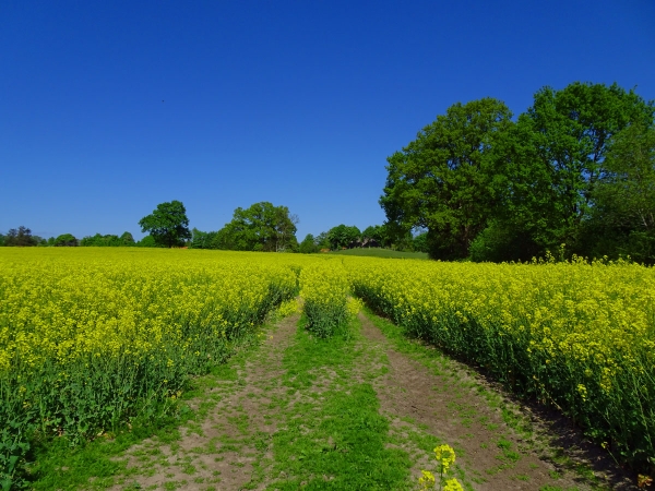 Rapsfeld im Mai