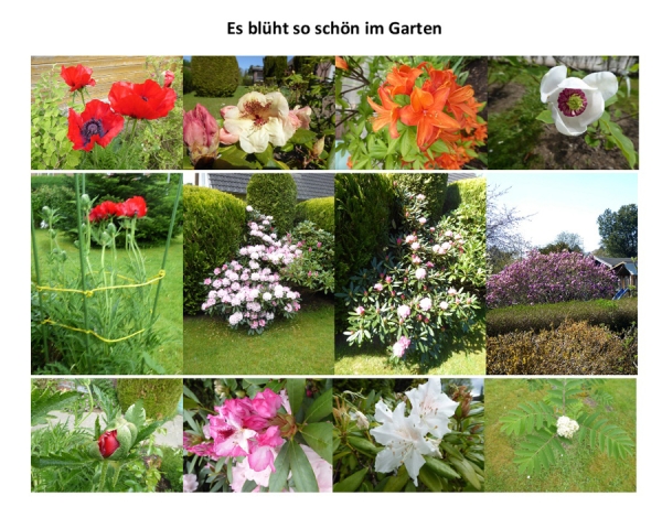 so schön blüht es in unserm Garten