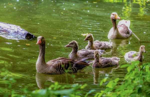 Familie Gans mit hungrigen Blicken