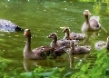 Familie Gans mit hungrigen Blicken