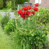 orientalischer Gartenmohn