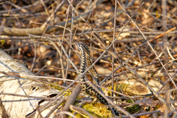 Ringelnattern im Wittmoor