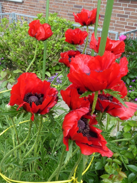 Garten-Mohn_Detail