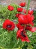 Garten-Mohn_Detail