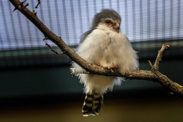 Das ist ein Afrikanischer Zwerg Falke.