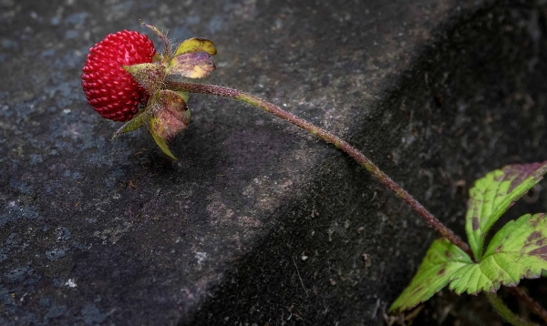 Walderdbeeren wachsen jetzt auch auf dem Friedhof