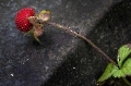 Walderdbeeren wachsen jetzt auch auf dem Friedhof