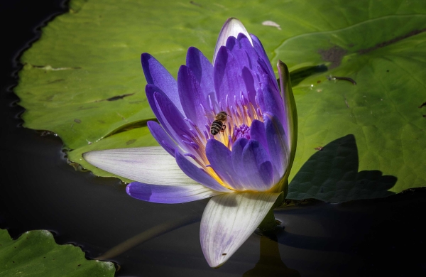 Bei den Farben muß sie wohl auf der Seerose landen