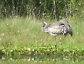 Grauer Kranich Wittmoor