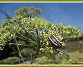 Schnecke auf Fenchel