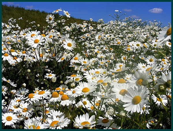 Sommerwiese , voll mit Kamille