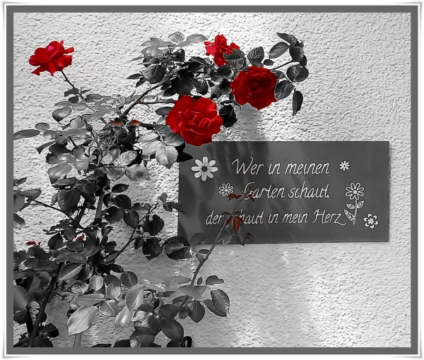 Die Rose vor der Wand - Corlocay-