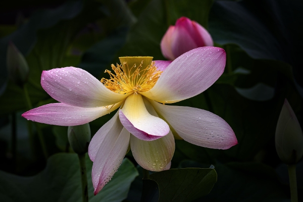 Lotosblüte nach dem Regen