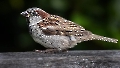 Der häufigste Vogel in der Wilhelma