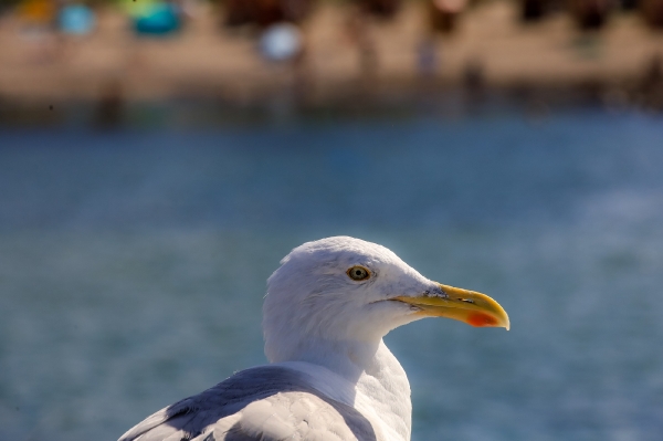 Diese Möwe schaute mich neugierig an, ich hätte aber nichts dabei für sie