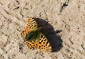 Kleiner Perlmutterfalter auf Usedom. 