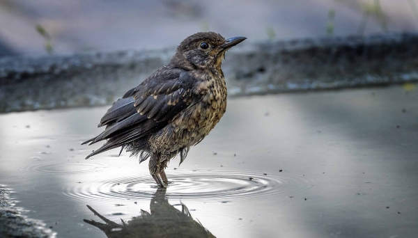 Ein Bad in der Morgensonne schätzt Frau Amsel sehr