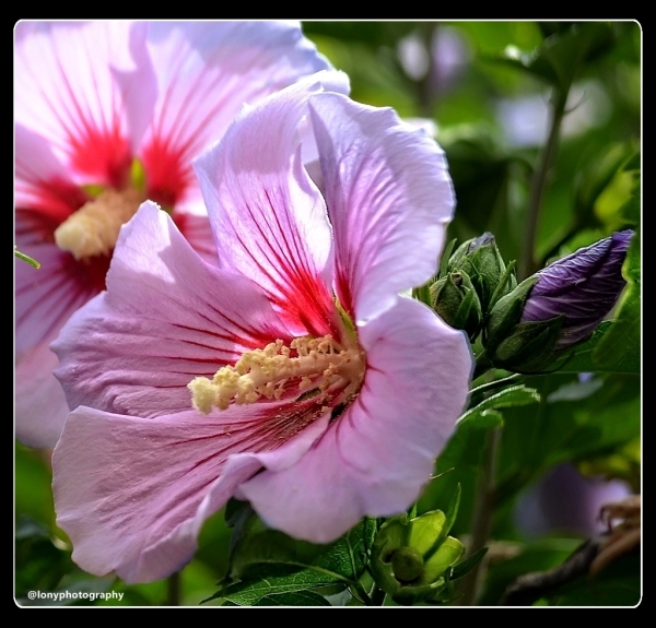 Hibiskus / Malve