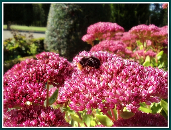 Hummel auf, weiß nicht was *grins*