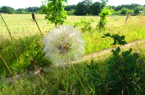 Pusteblume am Wegesrand