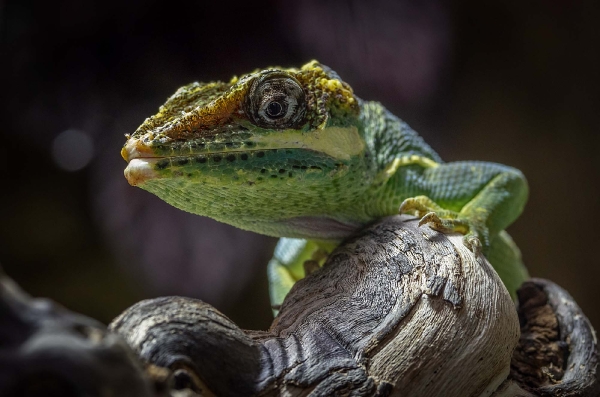 Das ist eine besonders neugierige Ritteranolis