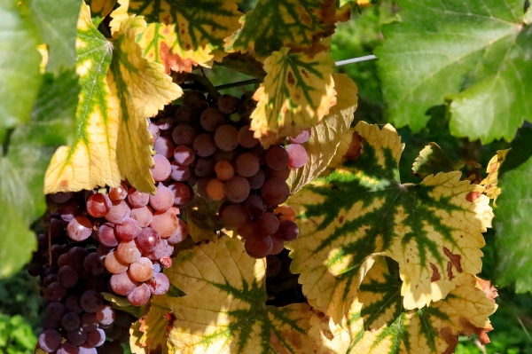 In den Pfälzer Weinbergen wird es langsam bunt