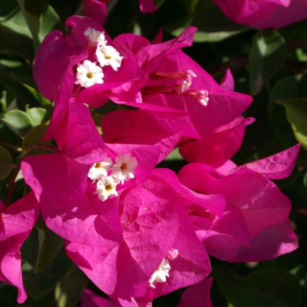 Bougainvillea