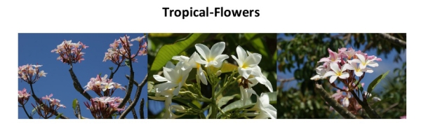 Tropical-Flowers