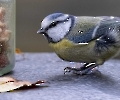 Hier sieht man die kleine Blaumeise beim Schaufensterbummel