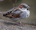 Mit der stolzgeschwellten Brust kann das nur der Chef-Spatz sein.