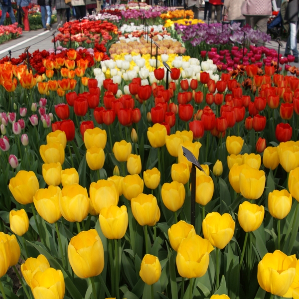 Blumen im Keukenhof