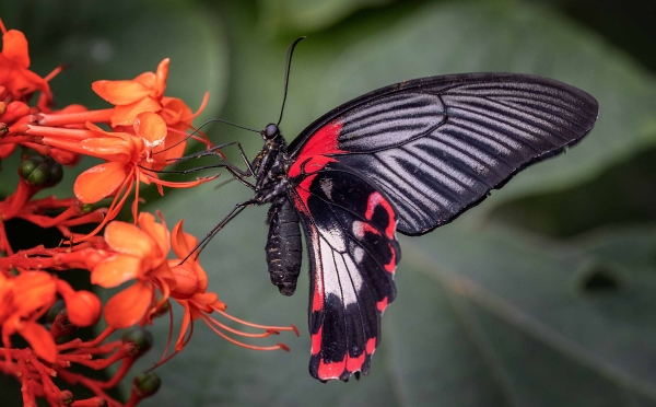 Das ist der große Mormone der regelrecht an den roten Blüten klebt