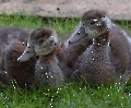 Durch die Erderwärmung halten sich die Gänse nicht mehr an die Paarungszeien. Die beiden kamen im letzten Monat auf die Welt.