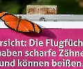 Vorsicht bissiger Schmetterling!!!