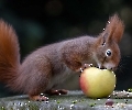 Er testet erst einmal ob der Apfel auch echt ist