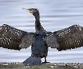 Der Kormoran hat sich zum trocknen ausgebreitet