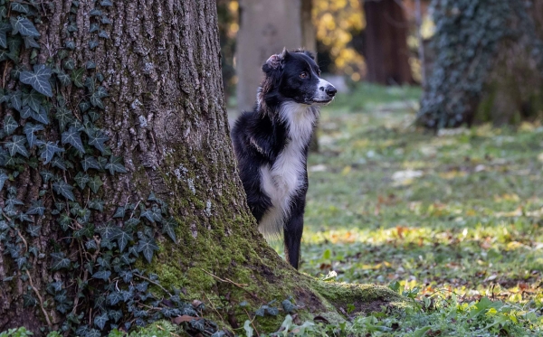 Der Hund hat weder Halsband und Leine