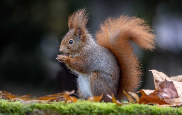 Das ist mein Lieblingshörnchen in seinem vollen Winteroutfit.