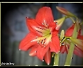 Amaryllis