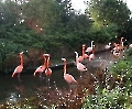 Flamingo-Kolonie in Zoo in Leipzig