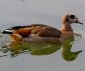 Eine Nilgans, 