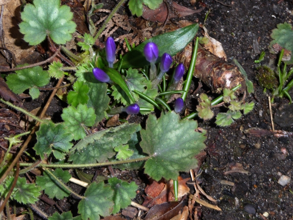 nun kommen die blüten auch bei uns!!!