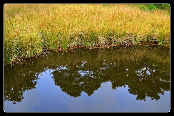 Natur gespiegelt